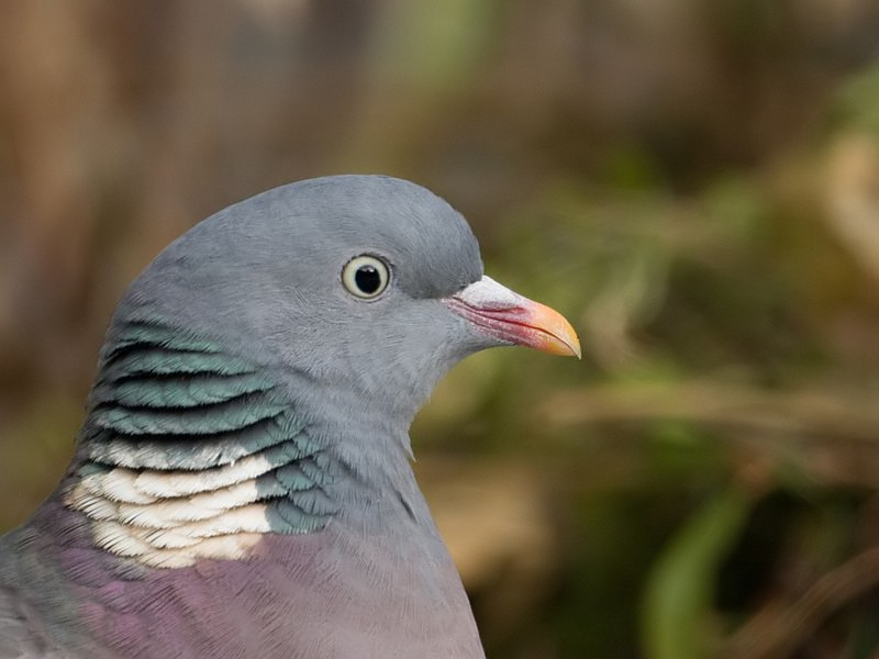 Columba palumbus Wood Pigeon Houtduif